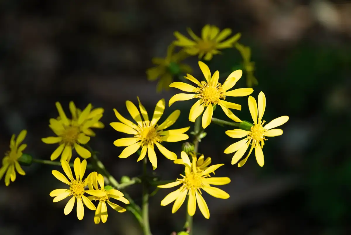 腕時計喫茶-Wristwatch-Tearoom- | 【購入・実写レビュー】テレコンで2.8倍も!! ソニー「100mm F2.8 Macro GM OSS」最大撮影倍率 1.4倍で〝腕時計を撮る〟 FE 100mm F2.8 Macro GM OSS 作例 撮影サンプル 新宿御苑 花 実写 11月