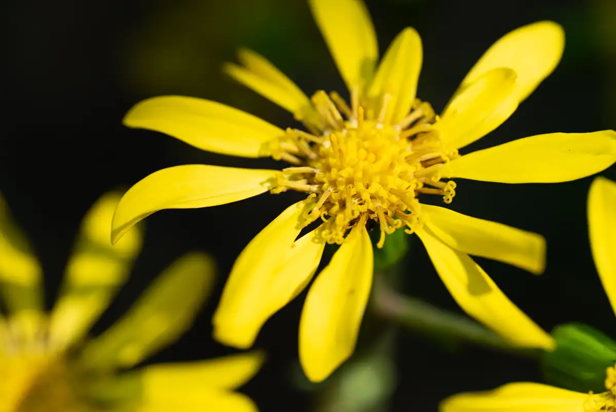 腕時計喫茶-Wristwatch-Tearoom- | 【購入・実写レビュー】テレコンで2.8倍も!! ソニー「100mm F2.8 Macro GM OSS」最大撮影倍率 1.4倍で〝腕時計を撮る〟 FE 100mm F2.8 Macro GM OSS 作例 撮影サンプル 新宿御苑 花 実写 11月