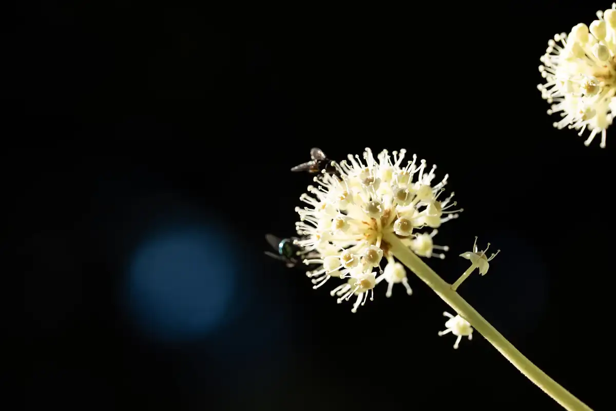 腕時計喫茶-Wristwatch-Tearoom- | 【購入・実写レビュー】テレコンで2.8倍も!! ソニー「100mm F2.8 Macro GM OSS」最大撮影倍率 1.4倍で〝腕時計を撮る〟 FE 100mm F2.8 Macro GM OSS 作例 撮影サンプル 新宿御苑 花 実写 11月