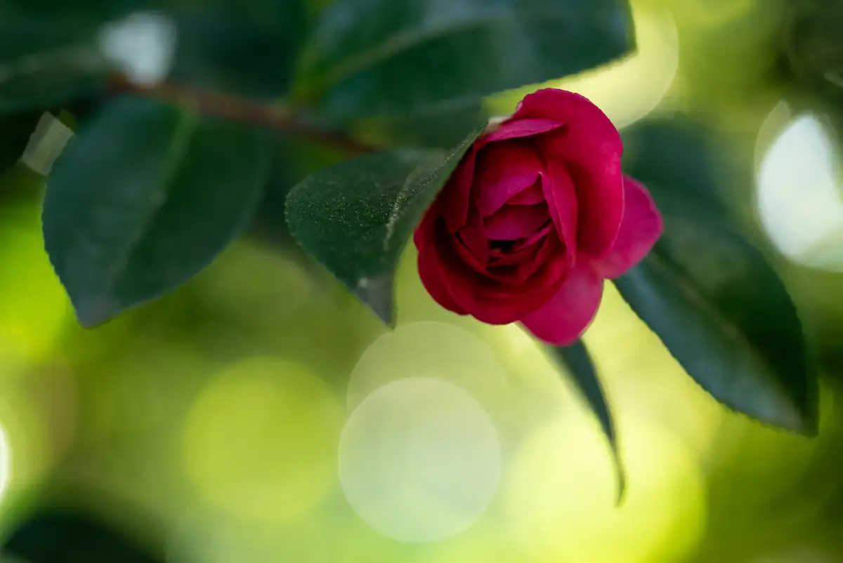 腕時計喫茶-Wristwatch-Tearoom- | 【購入・実写レビュー】テレコンで2.8倍も!! ソニー「100mm F2.8 Macro GM OSS」最大撮影倍率 1.4倍で〝腕時計を撮る〟 FE 100mm F2.8 Macro GM OSS 作例 撮影サンプル 新宿御苑 花 実写 11月