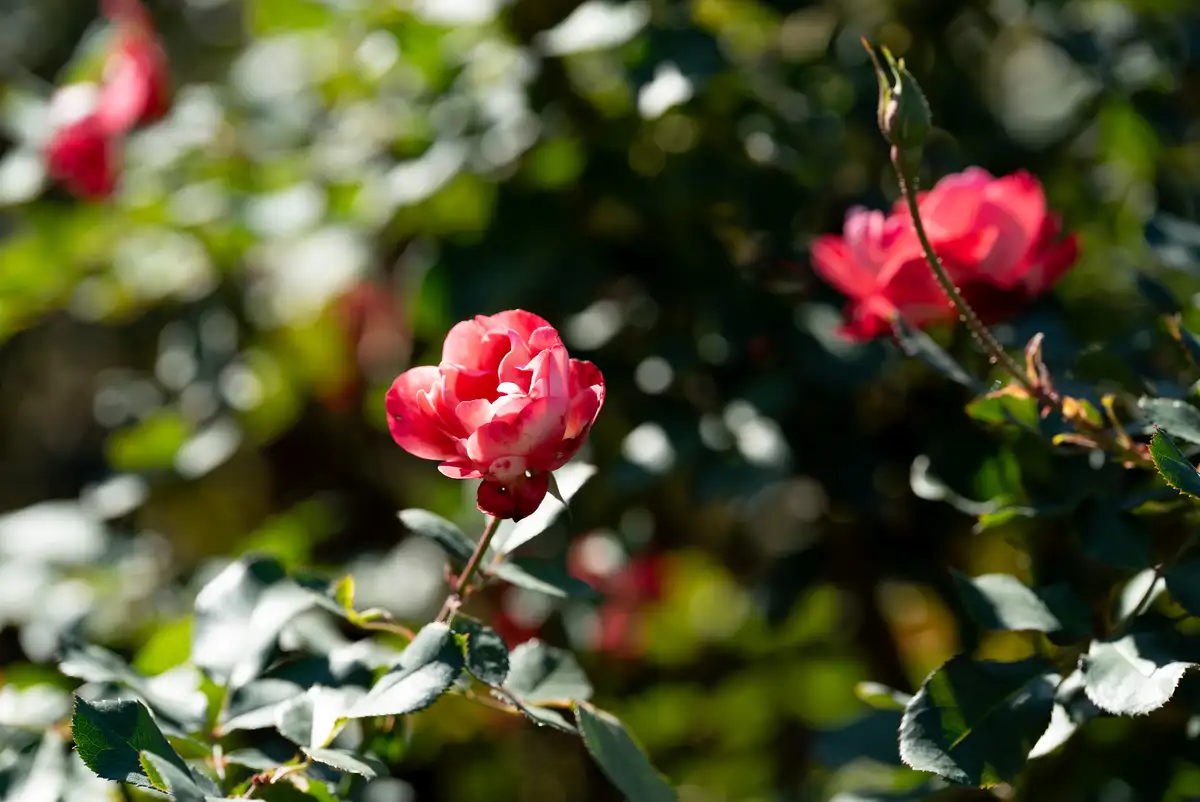 腕時計喫茶-Wristwatch-Tearoom- | 【購入・実写レビュー】テレコンで2.8倍も!! ソニー「100mm F2.8 Macro GM OSS」最大撮影倍率 1.4倍で〝腕時計を撮る〟 FE 100mm F2.8 Macro GM OSS 作例 撮影サンプル 新宿御苑 花 実写 11月