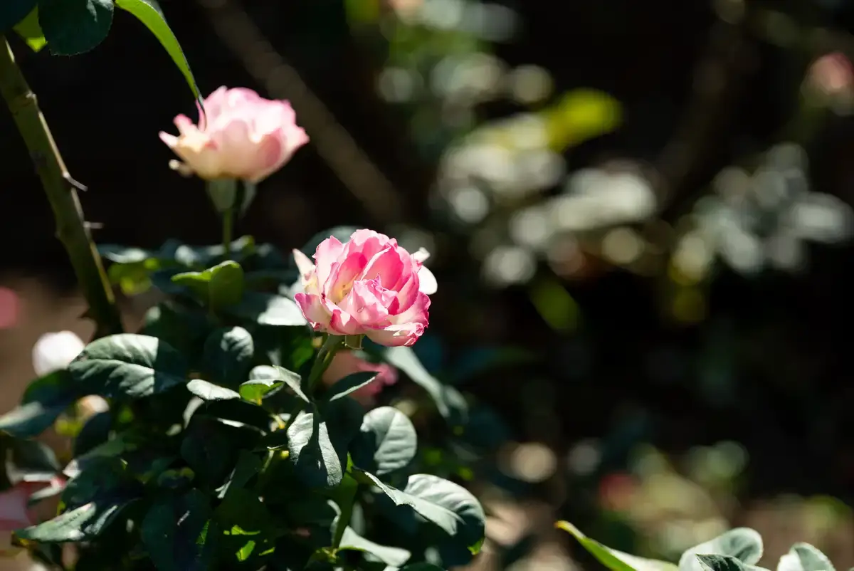 腕時計喫茶-Wristwatch-Tearoom- | 【購入・実写レビュー】テレコンで2.8倍も!! ソニー「100mm F2.8 Macro GM OSS」最大撮影倍率 1.4倍で〝腕時計を撮る〟 FE 100mm F2.8 Macro GM OSS 作例 撮影サンプル 新宿御苑 花 実写 11月