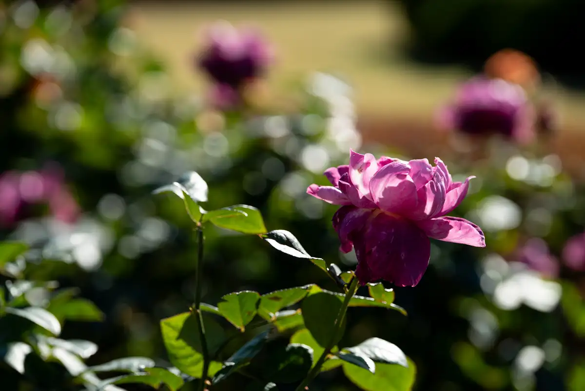 腕時計喫茶-Wristwatch-Tearoom- | 【購入・実写レビュー】テレコンで2.8倍も!! ソニー「100mm F2.8 Macro GM OSS」最大撮影倍率 1.4倍で〝腕時計を撮る〟 FE 100mm F2.8 Macro GM OSS 作例 撮影サンプル 新宿御苑 花 実写 11月