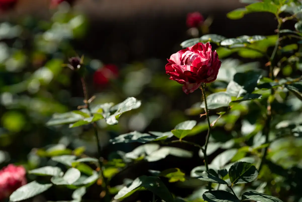 腕時計喫茶-Wristwatch-Tearoom- | 【購入・実写レビュー】テレコンで2.8倍も!! ソニー「100mm F2.8 Macro GM OSS」最大撮影倍率 1.4倍で〝腕時計を撮る〟 FE 100mm F2.8 Macro GM OSS 作例 撮影サンプル 新宿御苑 花 実写 11月