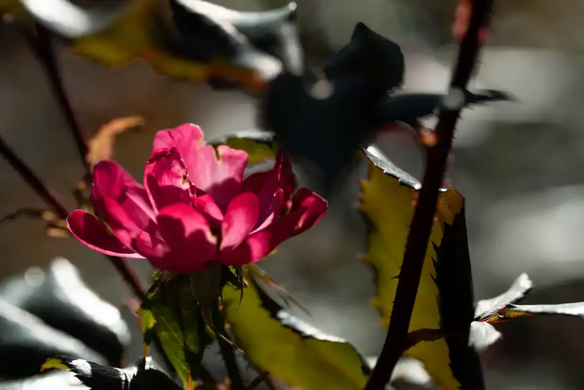 腕時計喫茶-Wristwatch-Tearoom- | 【購入・実写レビュー】テレコンで2.8倍も!! ソニー「100mm F2.8 Macro GM OSS」最大撮影倍率 1.4倍で〝腕時計を撮る〟 FE 100mm F2.8 Macro GM OSS 作例 撮影サンプル 新宿御苑 花 実写 11月