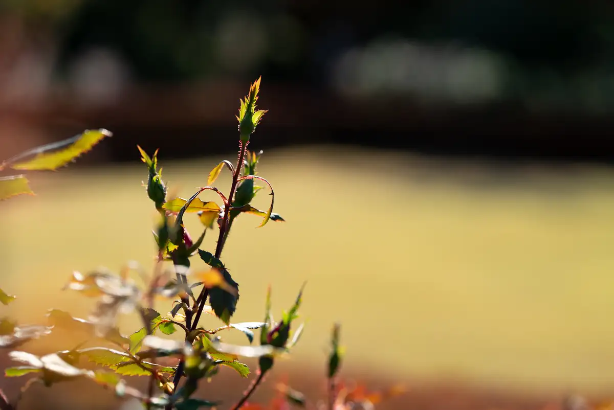 腕時計喫茶-Wristwatch-Tearoom- | 【購入・実写レビュー】テレコンで2.8倍も!! ソニー「100mm F2.8 Macro GM OSS」最大撮影倍率 1.4倍で〝腕時計を撮る〟 FE 100mm F2.8 Macro GM OSS 作例 撮影サンプル 新宿御苑 花 実写 11月