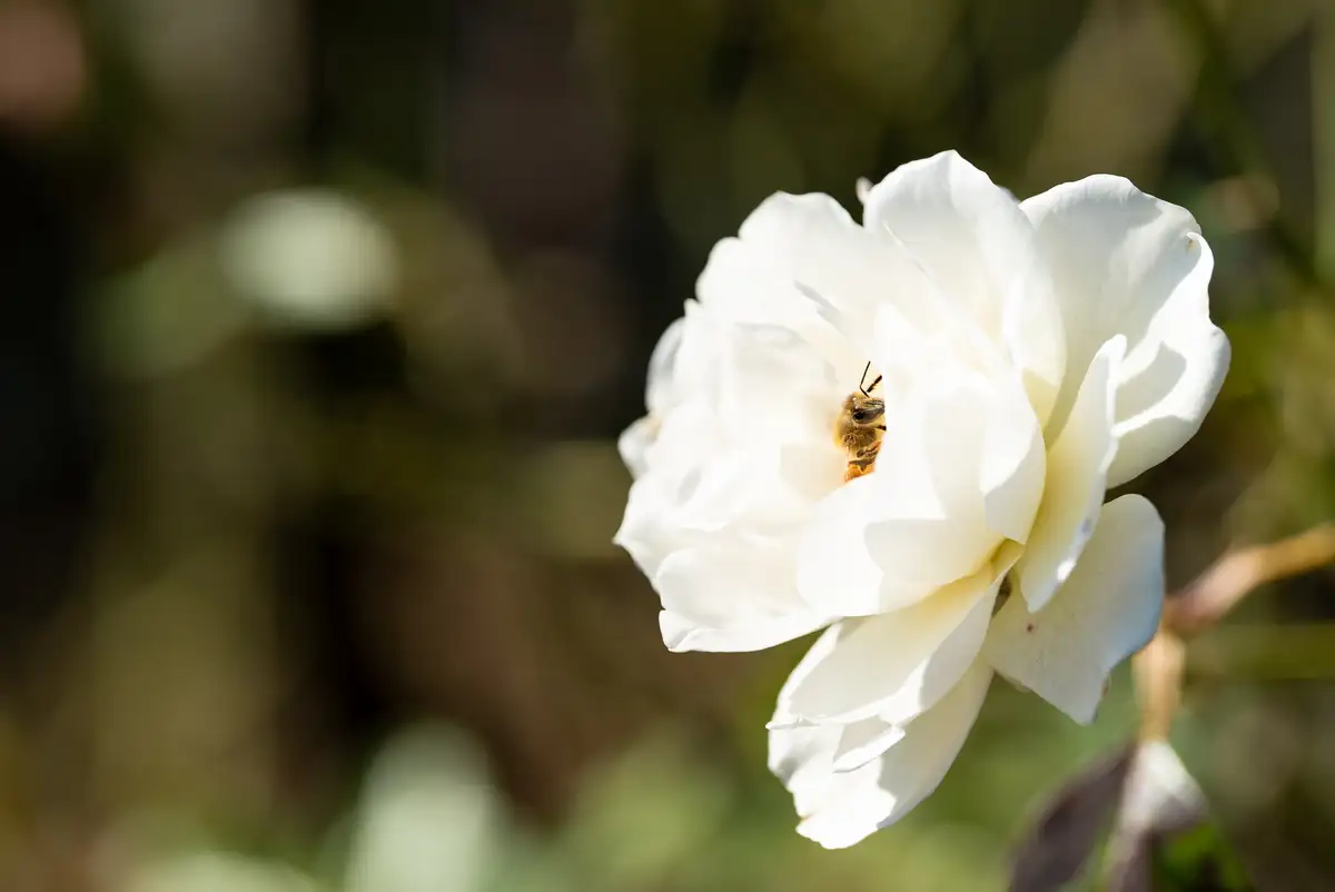 腕時計喫茶-Wristwatch-Tearoom- | 【購入・実写レビュー】テレコンで2.8倍も!! ソニー「100mm F2.8 Macro GM OSS」最大撮影倍率 1.4倍で〝腕時計を撮る〟 FE 100mm F2.8 Macro GM OSS 作例 撮影サンプル 新宿御苑 花 実写 11月
