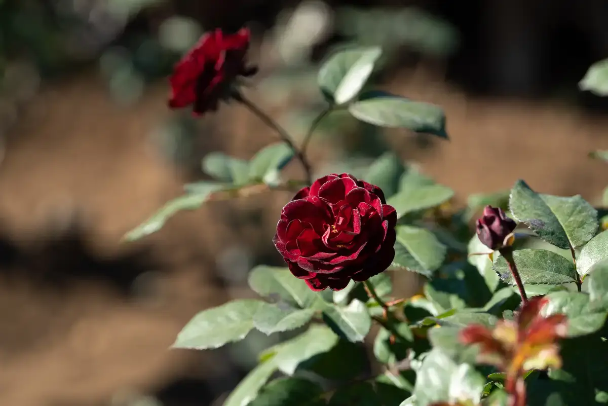 腕時計喫茶-Wristwatch-Tearoom- | 【購入・実写レビュー】テレコンで2.8倍も!! ソニー「100mm F2.8 Macro GM OSS」最大撮影倍率 1.4倍で〝腕時計を撮る〟 FE 100mm F2.8 Macro GM OSS 作例 撮影サンプル 新宿御苑 花 実写 11月