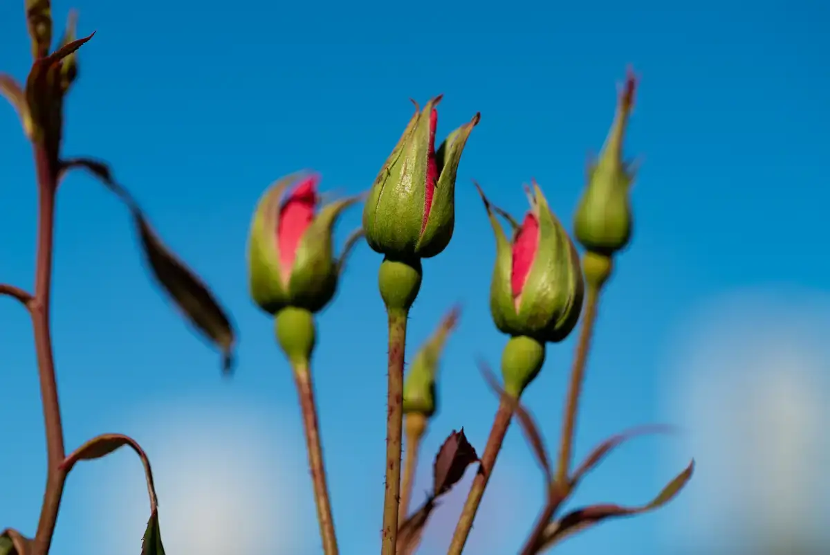 腕時計喫茶-Wristwatch-Tearoom- | 【購入・実写レビュー】テレコンで2.8倍も!! ソニー「100mm F2.8 Macro GM OSS」最大撮影倍率 1.4倍で〝腕時計を撮る〟 FE 100mm F2.8 Macro GM OSS 作例 撮影サンプル 新宿御苑 花 実写 11月