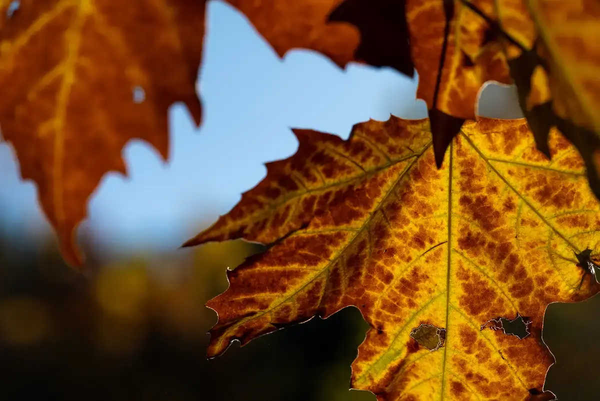 腕時計喫茶-Wristwatch-Tearoom- | 【購入・実写レビュー】テレコンで2.8倍も!! ソニー「100mm F2.8 Macro GM OSS」最大撮影倍率 1.4倍で〝腕時計を撮る〟 FE 100mm F2.8 Macro GM OSS 作例 撮影サンプル 新宿御苑 紅葉 実写 11月