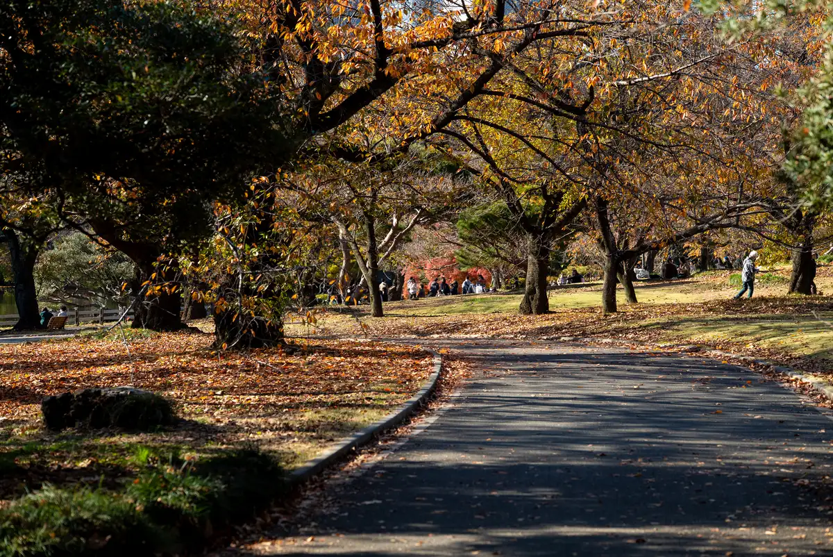 腕時計喫茶-Wristwatch-Tearoom- | 【購入・実写レビュー】テレコンで2.8倍も!! ソニー「100mm F2.8 Macro GM OSS」最大撮影倍率 1.4倍で〝腕時計を撮る〟 FE 100mm F2.8 Macro GM OSS 作例 撮影サンプル 新宿御苑 遊歩道 実写 11月